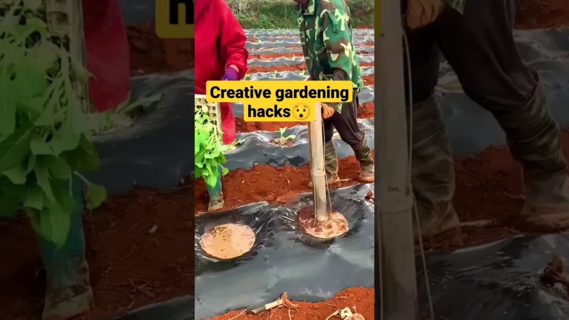 #gardeningtips and #gardening ideas for home garden #gardeningtips and #gardening ideas for home garden