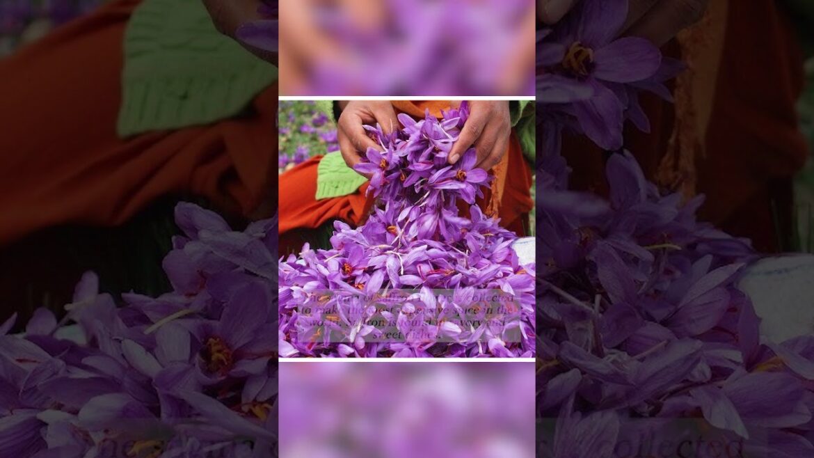 What Flowers Can You Eat? | Guide to Edible Flowers PART 1!!