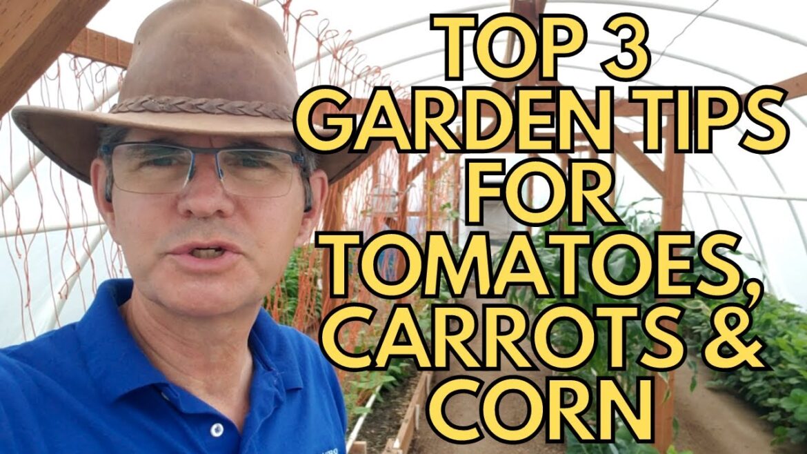 Top 3 Garden Tips for Tomatoes, Carrots, Corn & Strawberries