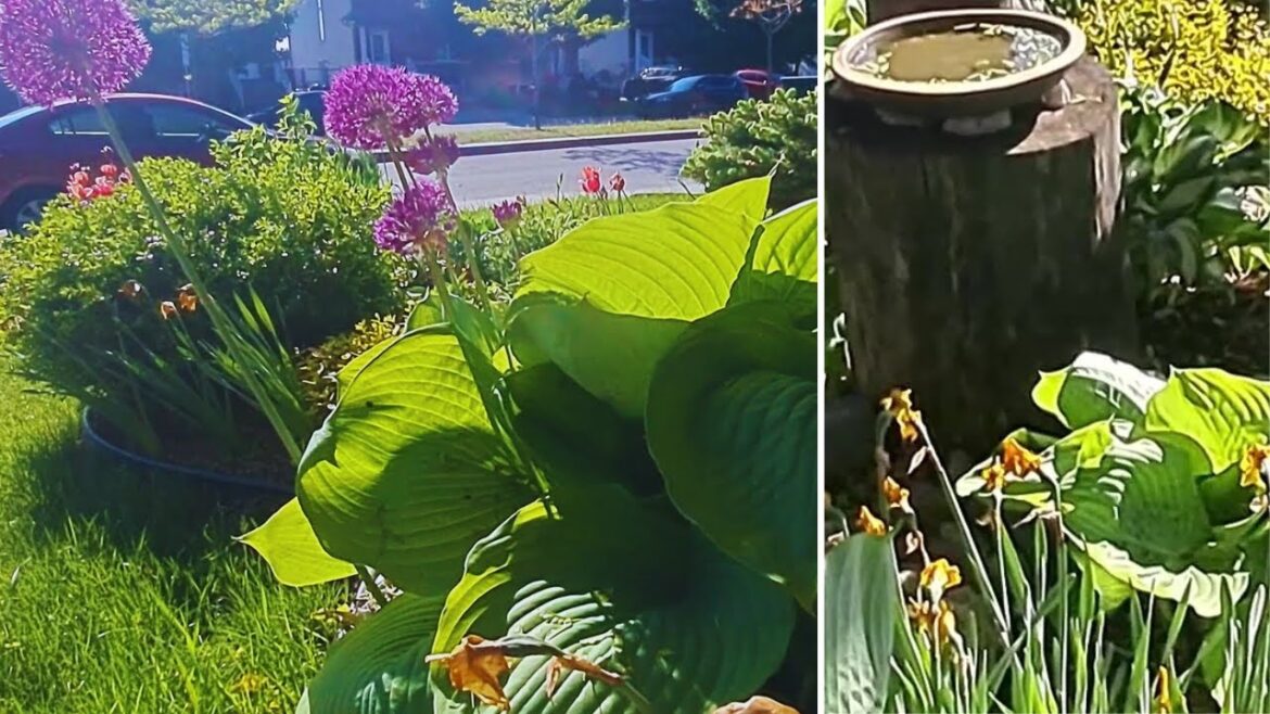 A Small Front Yard Perennial Garden Idea | Garden Tour #gardening #garden #gardentour #relaxing