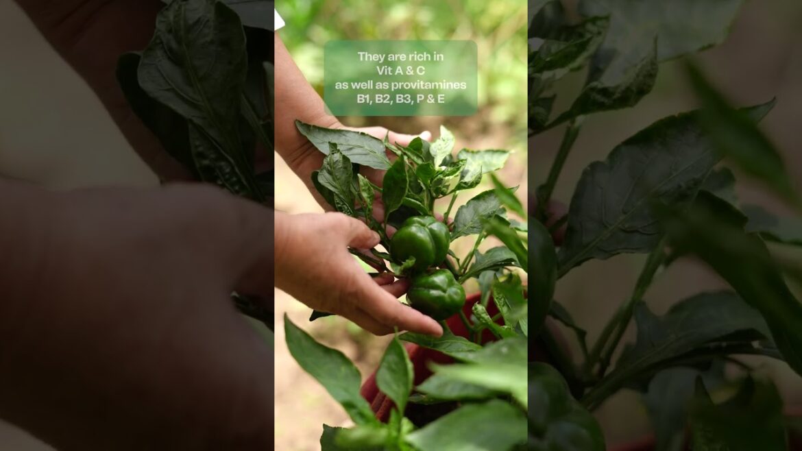 Picking Peppers: Harvesting Capsicum (Shimla Mirch) in my backyard garden