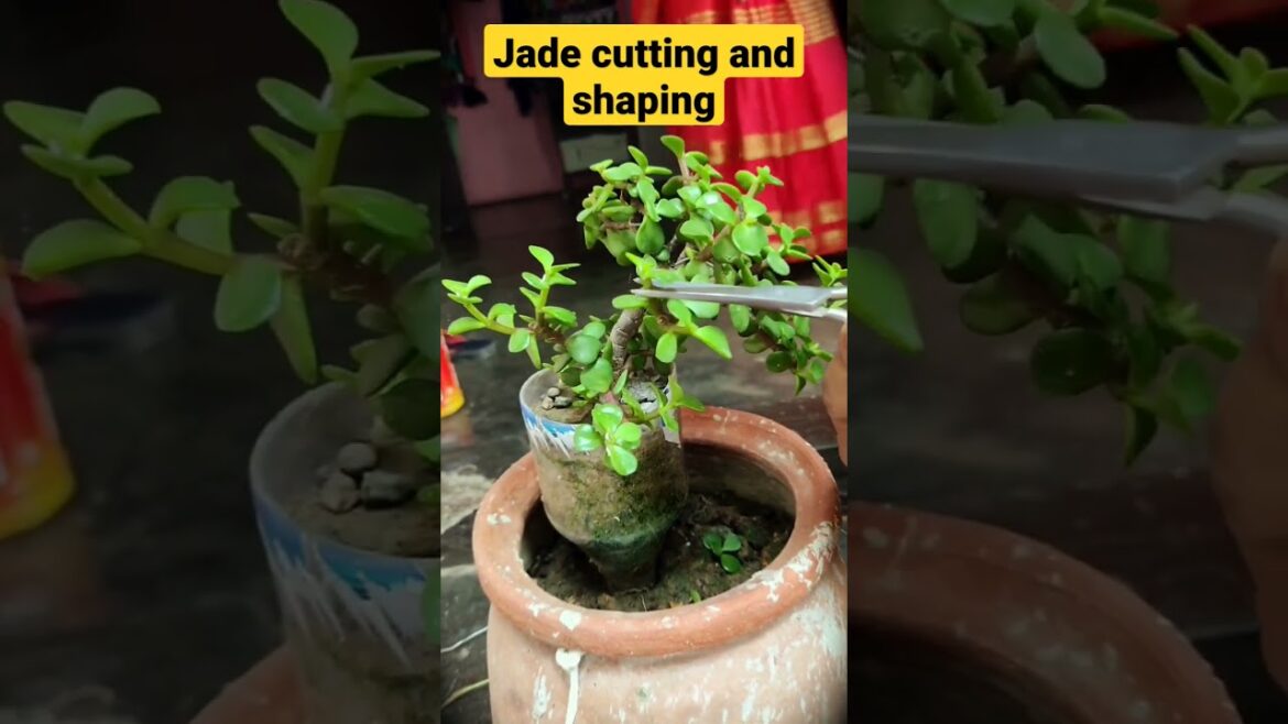 Jade repotting cutting tip and care garden tips for beginners #plants #jade #shortvideo #shot