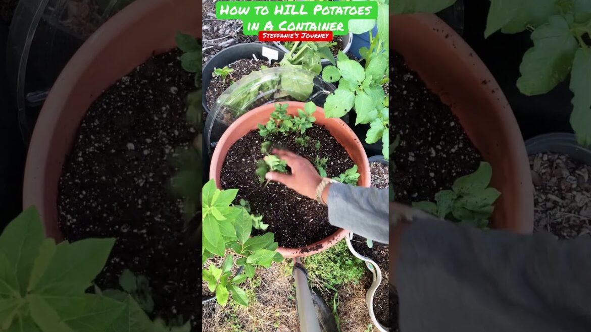 How To Hill Potatoes in Containers || Zone 7B || Urban Gardening || Short 110 ||Steffanie’s Journey
