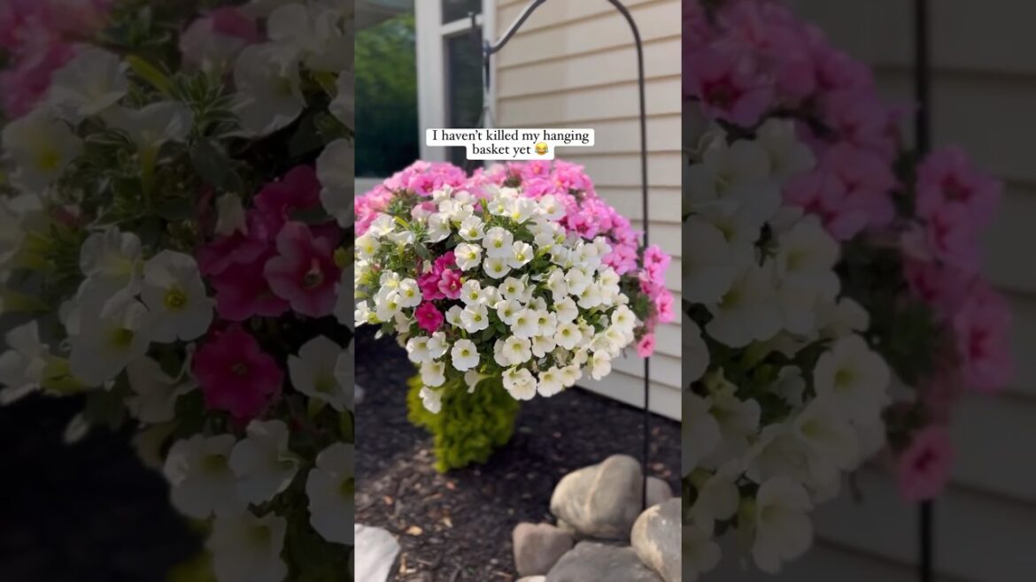 Front Garden Landscaping  #plants #landscaping #pathway #border #mulch #blocks #pavers #diy