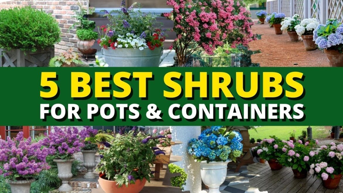 Top 5 Best Shrubs for Pots and Containers 🪴 | Garden Trends 🍃