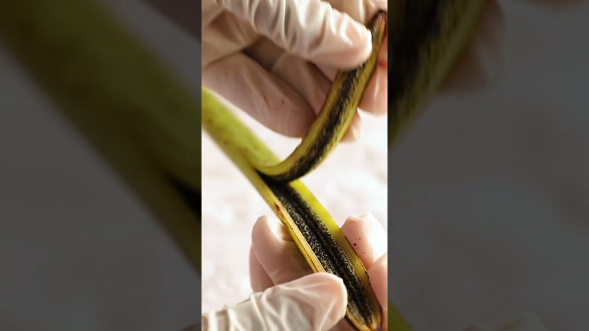 Farmers in #Madagascar produce roughly 80 percent of the world’s #vanilla. #soexpensive #spices Farmers in #Madagascar produce roughly 80 percent of the world’s #vanilla. #soexpensive #spices