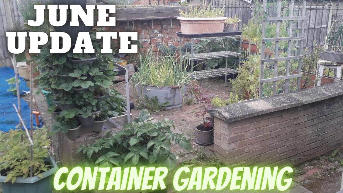 Container Garden June Update [Gardening Allotment UK] [Grow Vegetables At Home ]