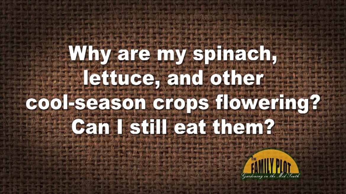 Q&A – Why are my spinach, lettuce, and other cool-season crops flowering? Can I still eat them?