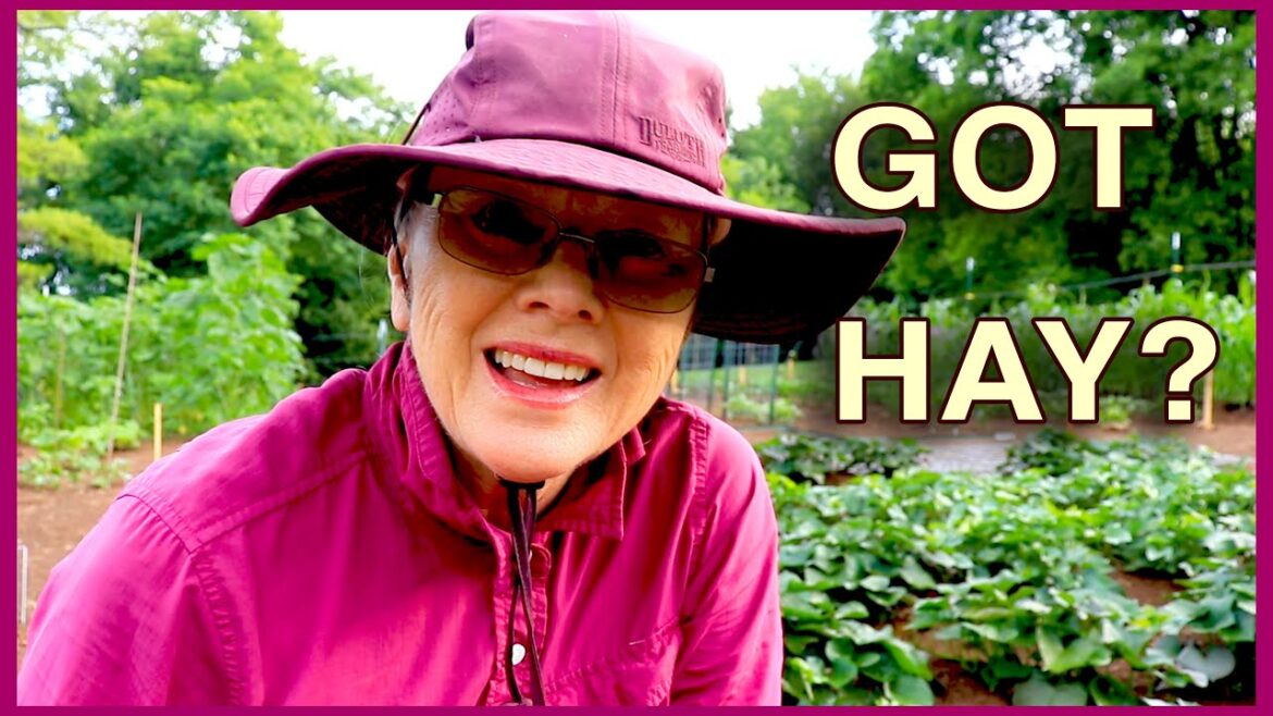 Kaye Kittrell: CAN’T BELIEVE I got it done (and MORE!) | Mulching Sweet Potatoes CAN'T BELIEVE I got it done (and MORE!) | Mulching Sweet Potatoes