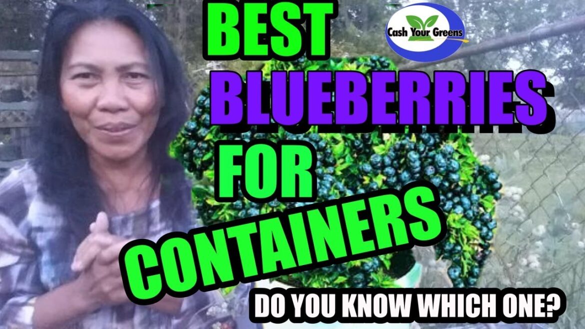 BEST BLUEBERRIES GROWN IN CONTAINERS / Which Variety of Blueberries are Best Grown in a Container?