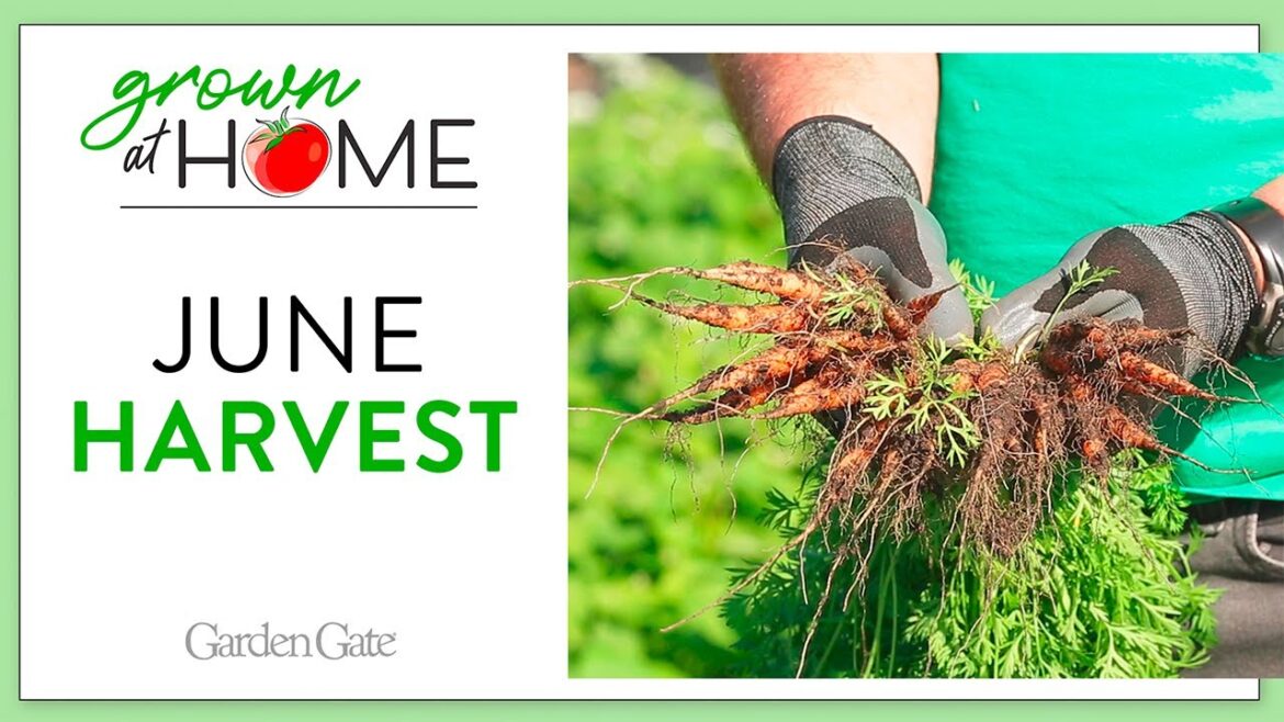 June Vegetable Garden Harvest 🥕 Grown at Home Series: Episode 5 June Vegetable Garden Harvest 🥕 Grown at Home Series: Episode 5
