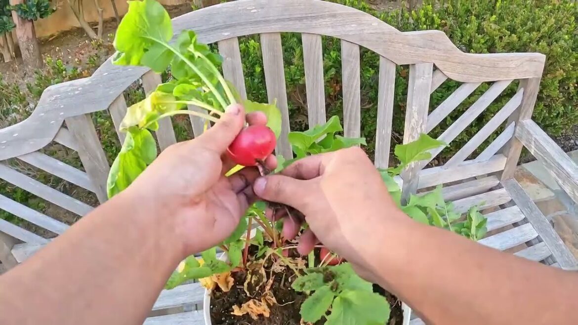Come Relax! Grow Radish with Only One Watering | Tomato Bucket Gardening Sleep Music Relaxing Video