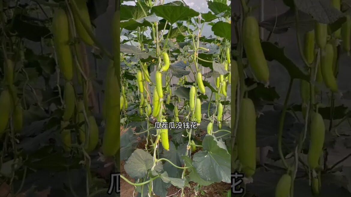 how to growth vegetable /gardening ideas for home how to growth vegetable /gardening ideas for home