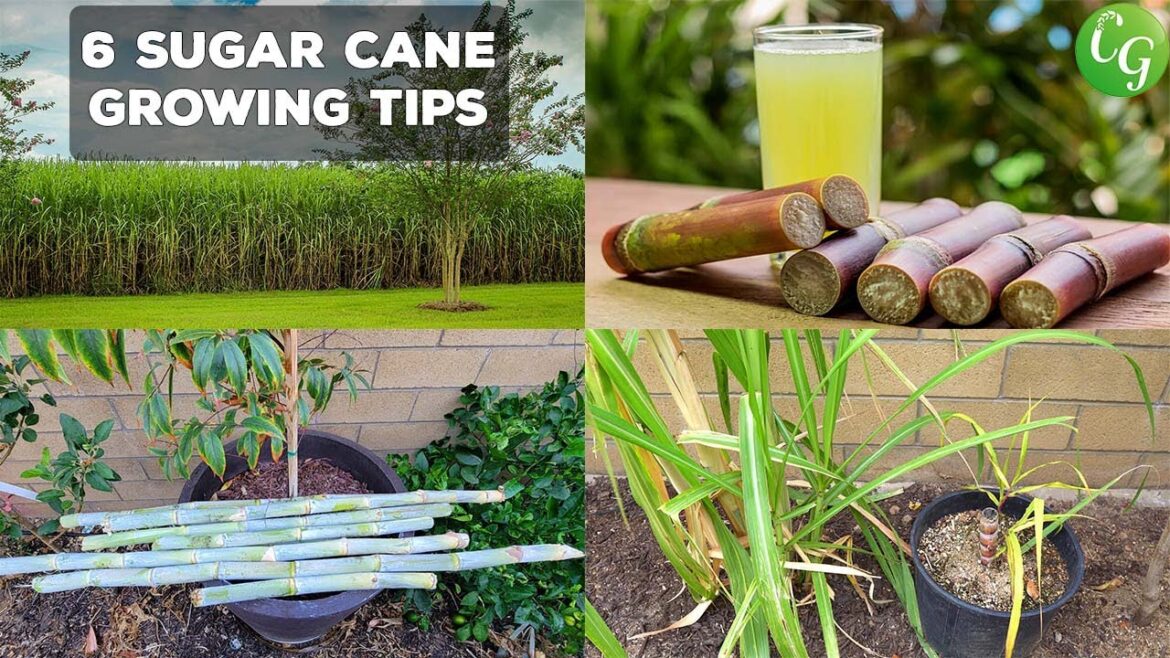 California Gardening: Growing SugarCane at Home: Unbelievable Results You Have to See! Growing SugarCane at Home: Unbelievable Results You Have to See!