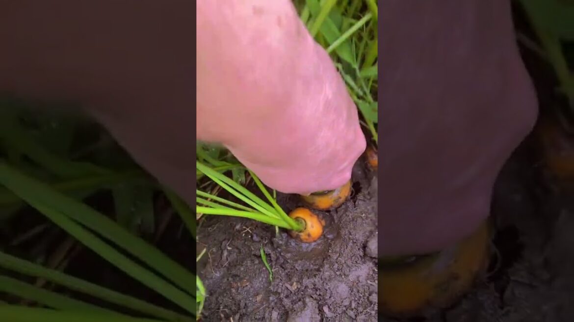 Follow for more gardening tips and tricks π¨βπΎπ§Ίπ±π‘ #shorts #viral #diy #hack #plants #plantslover Follow for more gardening tips and tricks π¨βπΎπ§Ίπ±π‘ #shorts #viral #diy #hack #plants #plantslover