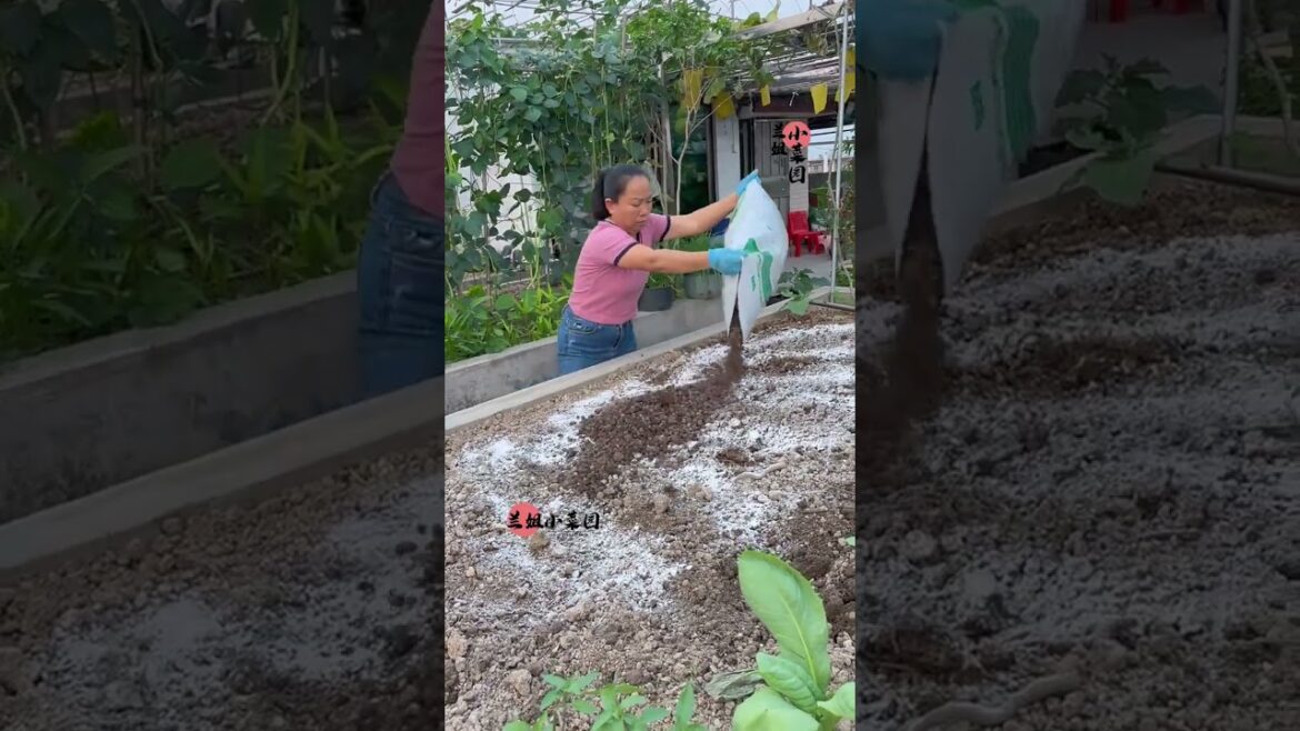 My growing Vegetable at home by Meimei My growing Vegetable at home by Meimei