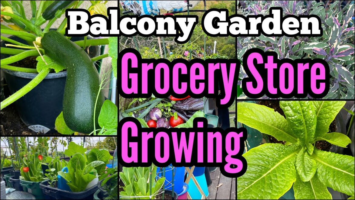 Container Gardening Growing Tomatoes Lettuce Cilantro Zucchini & Vegetables in Small Space Balcony