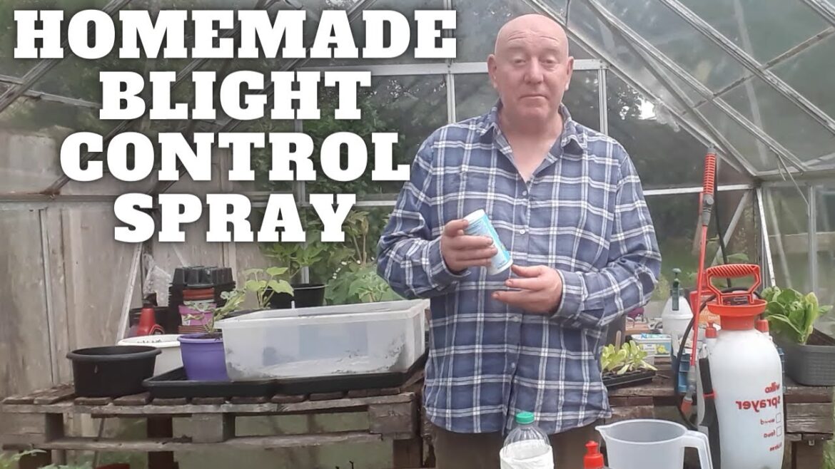 Homemade Blight Control Spray [Gardening Allotment UK] [Grow Vegetables At Home ]