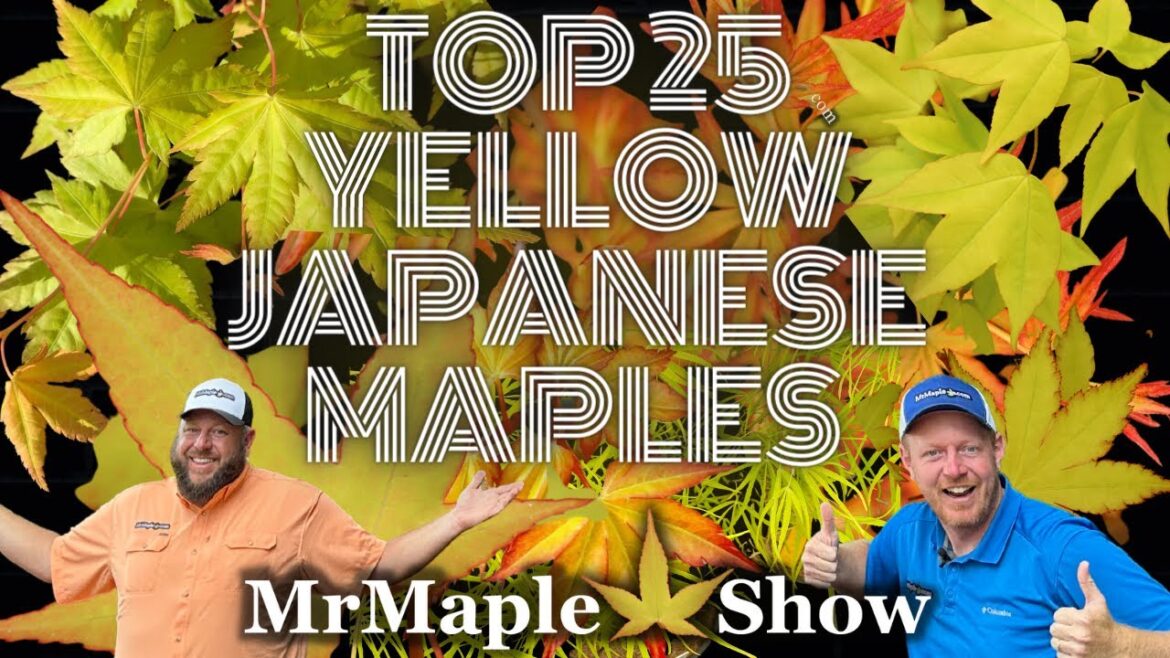Top 25 Yellow Japanese Maples to Improve Your Garden Design! Top 25 Yellow Japanese Maples to Improve Your Garden Design!