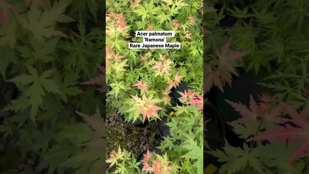 Acer palmatum 'Ramona' Rare Japanese Maple coming soon to MrMaple.com #mrmaple #garden #plantshorts