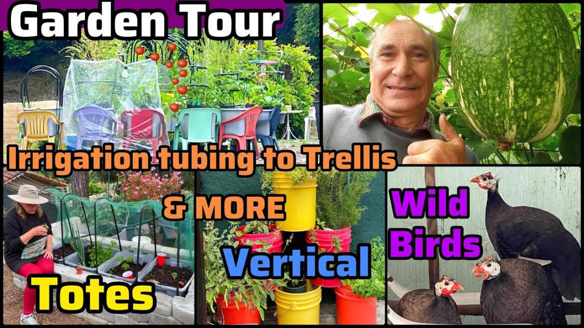 Garden Tour GROW Free & Cheap Tomatoes Peppers Zucchini Cucumber Lettuce Collard Container Gardening Garden Tour GROW Free & Cheap Tomatoes Peppers Zucchini Cucumber Lettuce Collard Container Gardening
