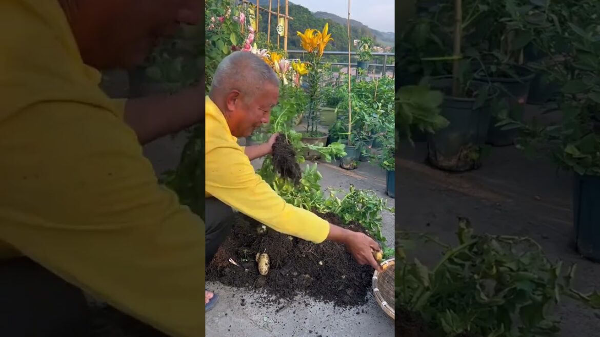 My growing Vegetable at home by Meimei My growing Vegetable at home by Meimei