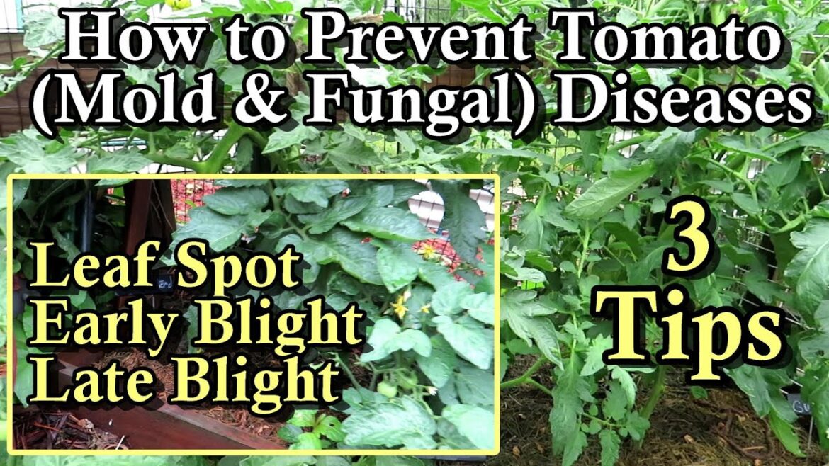 How to Prevent Tomato Diseases or Greatly Reduce Damage: Leaf Spots, Early Blight, & Late Blight