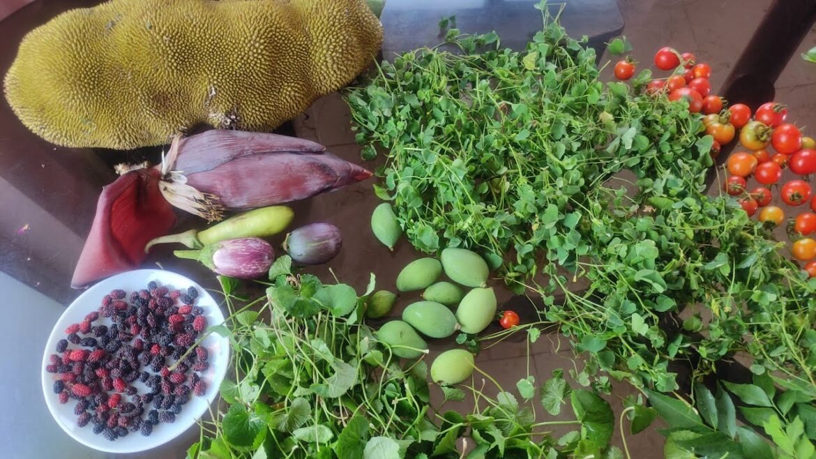 Backyard Garden Harvesting Video | Organic Vegetables Fruits Harvest | #livingnature #harvesting Backyard Garden Harvesting Video | Organic Vegetables Fruits Harvest | #livingnature #harvesting