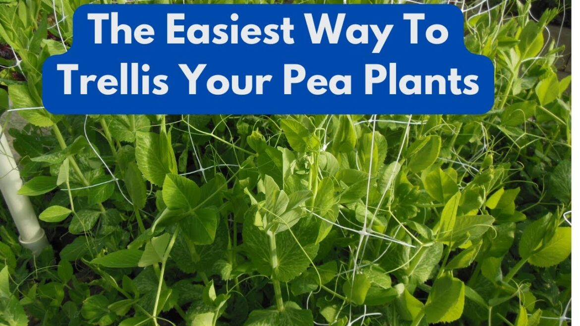 The Easiest Way To Trellis Your Peas!
