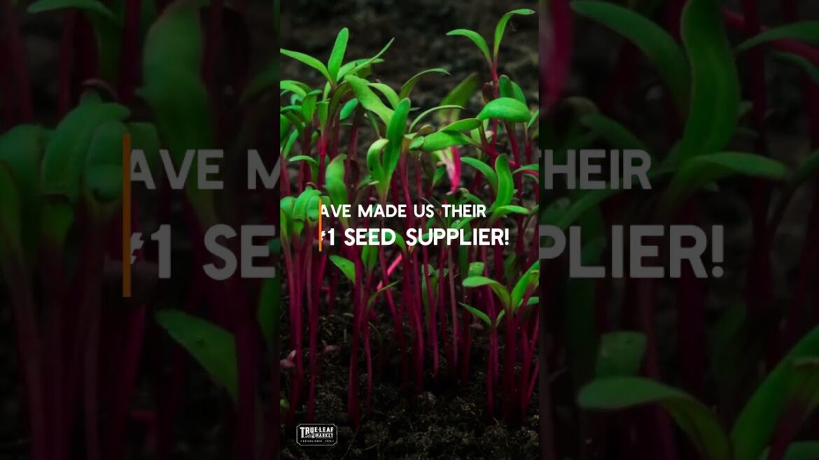 Microgreens Seeds by True Leaf Market – Starter Kits, Seeds & Growing Supplies Microgreens Seeds by True Leaf Market - Starter Kits, Seeds & Growing Supplies