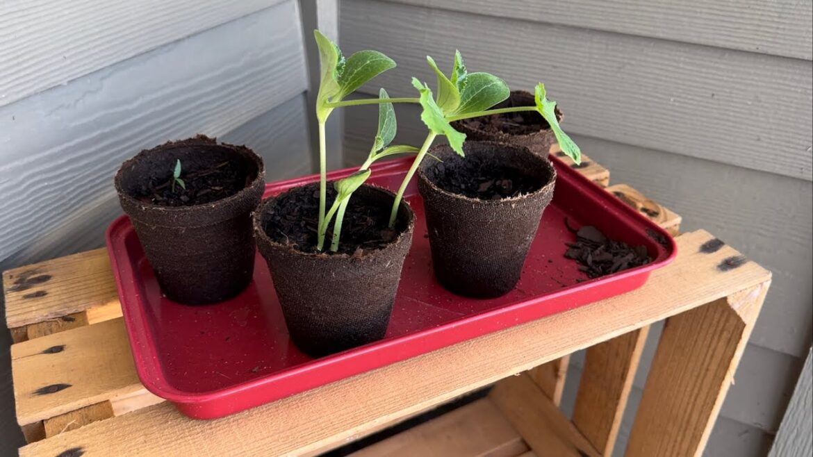 Growing A Small Apartment Patio Vegetable Garden!