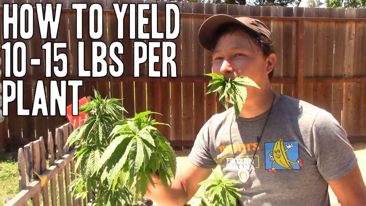 Grow 10+ POUNDS of Cannabis Flower on ONE PLANT | Increase Yield Grow 10+ POUNDS of Cannabis Flower on ONE PLANT | Increase Yield