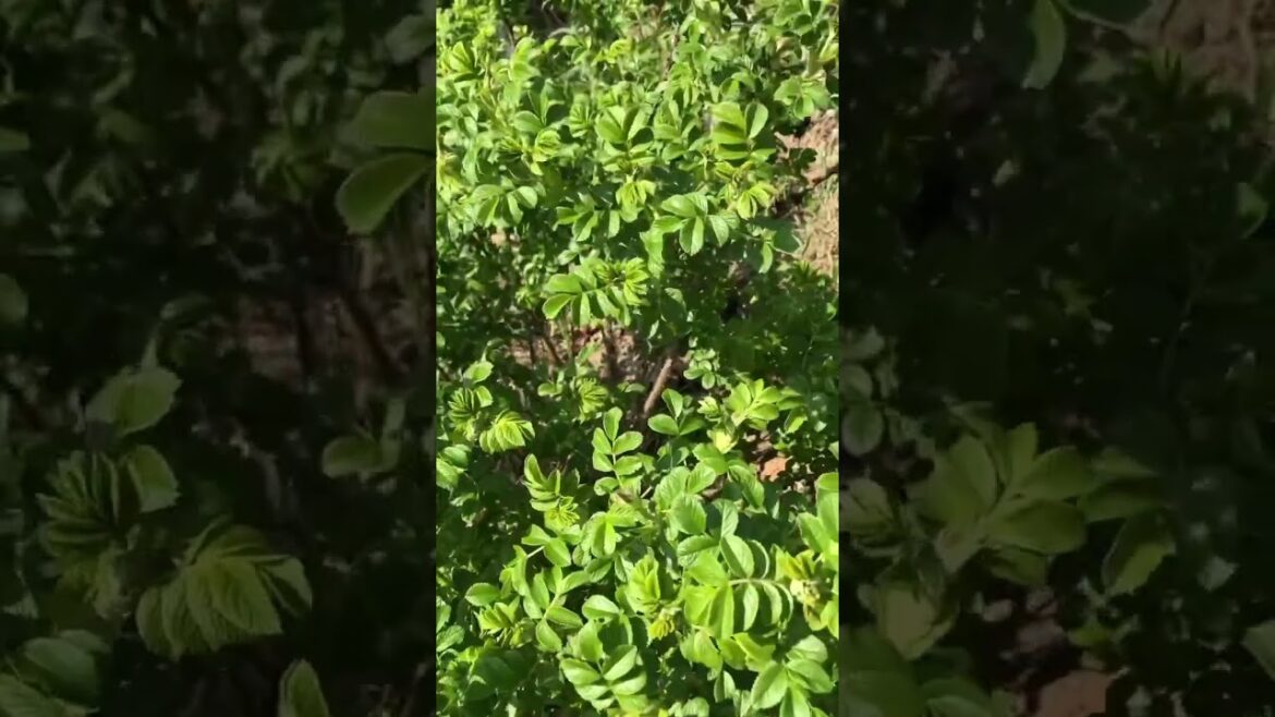 Rugosa Rose Nutrition #Shorts ￼￼￼