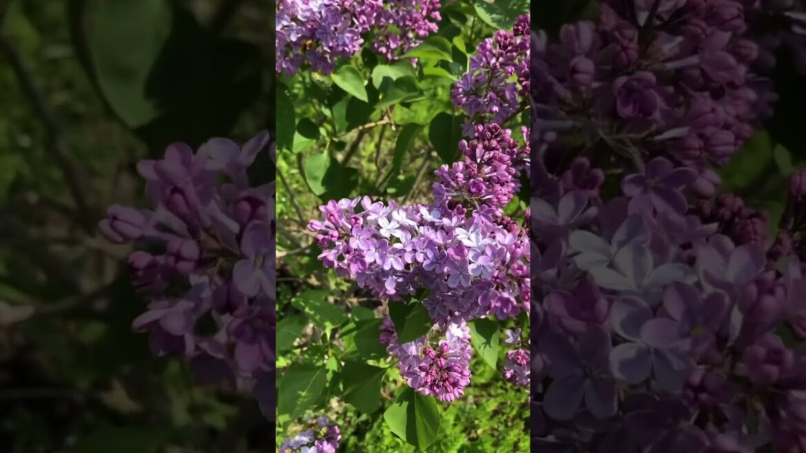 Common Lilac Nutrition #Shorts  Common Lilac Nutrition #Shorts 