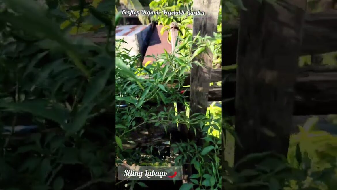 Rooftop Organic Vegetable Gardening #celery #bellpeppers #organic