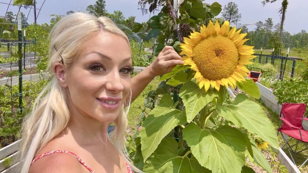 PINEBERRIES, ROMA TOMATOS, AND BLOOMING GLADIOLUS! A June Garden Tour