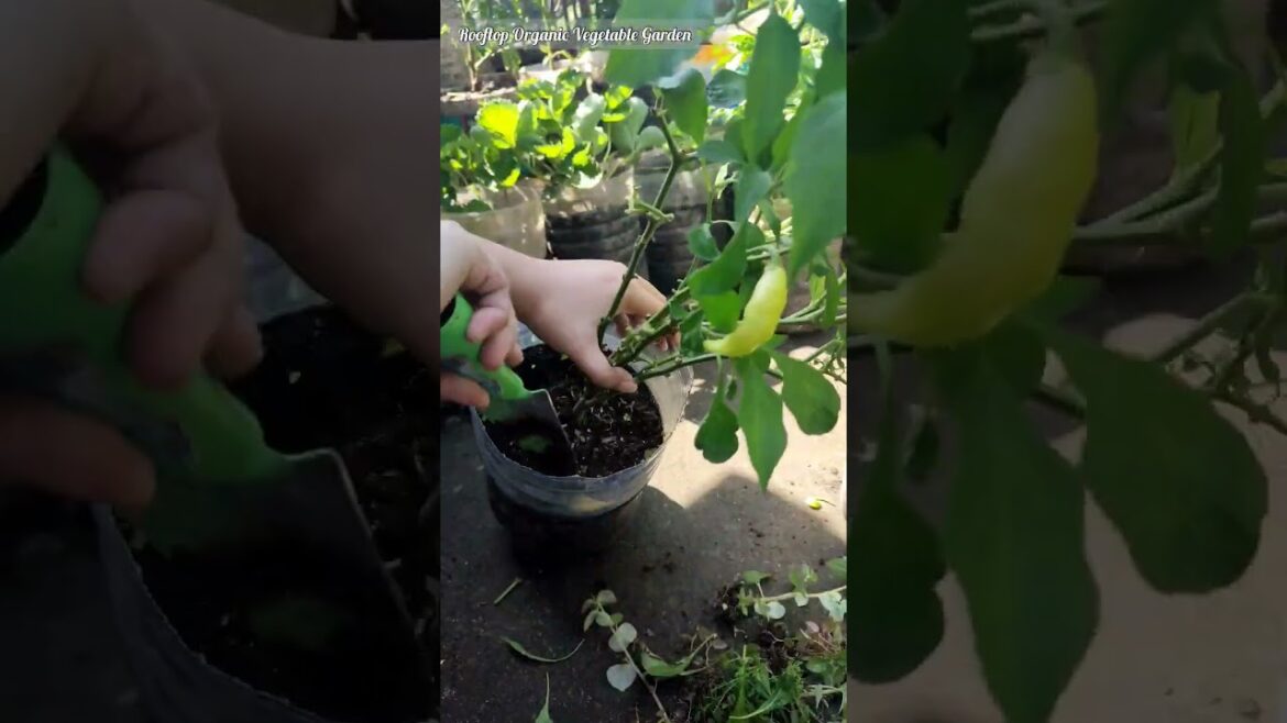 Organic Vegetable Gardening in the Metro #silinghaba #silinglabuyo #celery