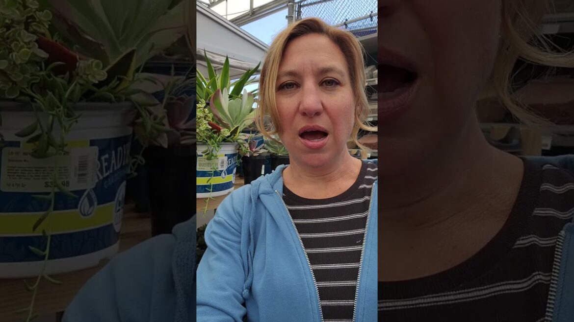 Outdoor Succulent Garden Tips for Success #shorts