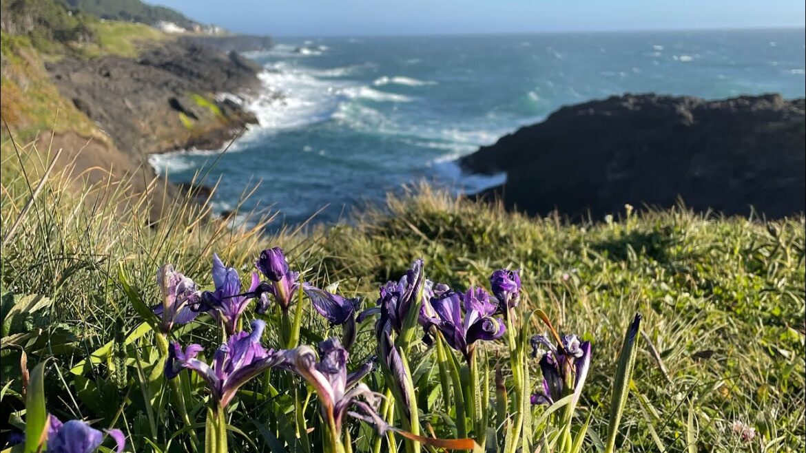 The Magic of the Oregon Coast | Rare Low Tide and Heat Wave Road Trip The Magic of the Oregon Coast | Rare Low Tide and Heat Wave Road Trip