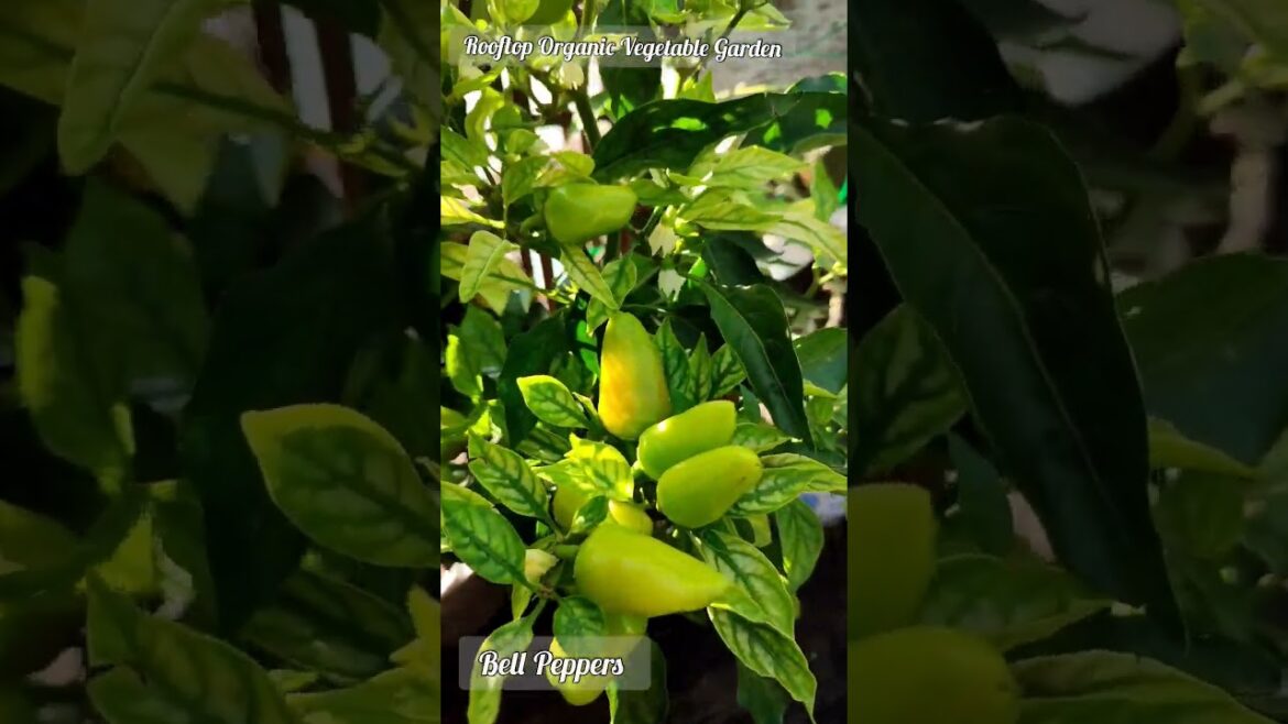 Rooftop Organic Vegetable Gardening #mymorningview #organic #ediblegarden #strawberry #bellpeppers