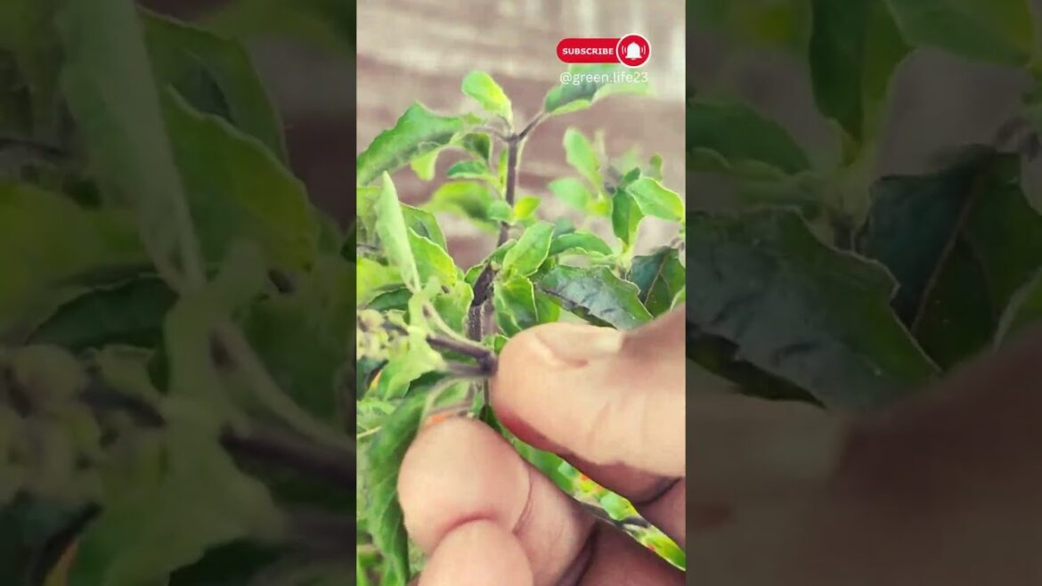 तुलसी जी को घना बनाये | Make Tulsi Plant Bushy #shorts #gardening #gardeningtips #gardeninspiration