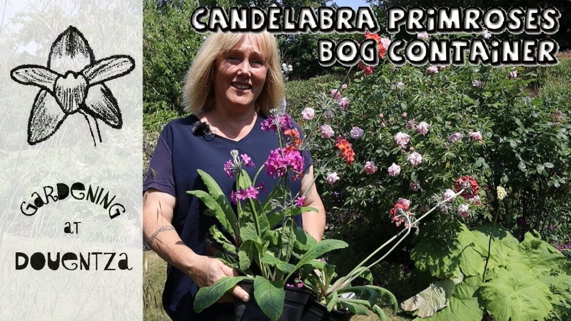 Candelabra Primroses || Making a Bog Container for Growing them Candelabra Primroses || Making a Bog Container for Growing them