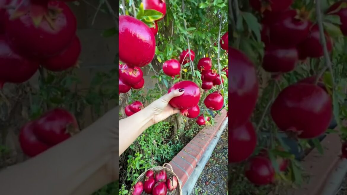 Follow for more gardening tips and tricks π¨βπΎπ§Ίπ±π‘ #shorts #viral #diy #hack #plants #plantslover Follow for more gardening tips and tricks π¨βπΎπ§Ίπ±π‘ #shorts #viral #diy #hack #plants #plantslover