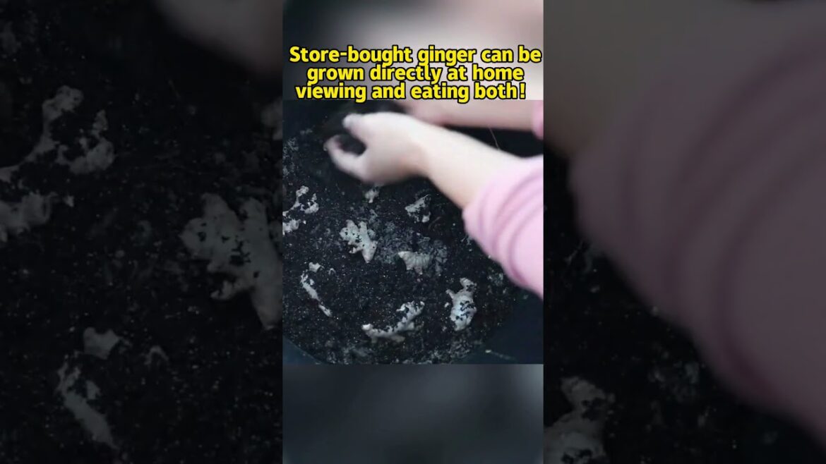 Store-bought ginger can be grown directly at home,  viewing and eating both#Cloudside Flower Garden