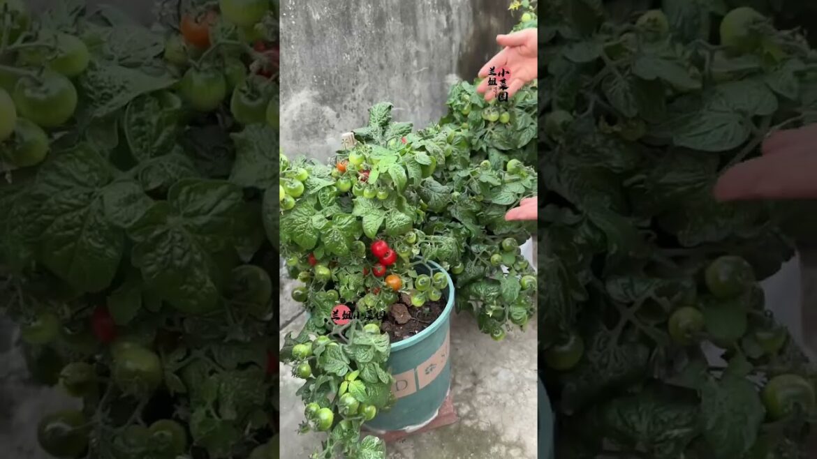 Tips growth Vegetables/organic garden Tips growth Vegetables/organic garden