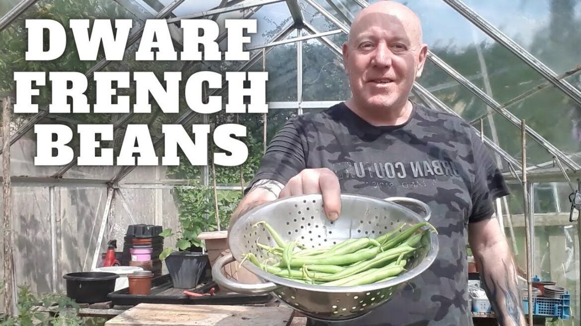 Container Dwarf French Beans [Gardening Allotment UK] [Grow Vegetables At Home ]
