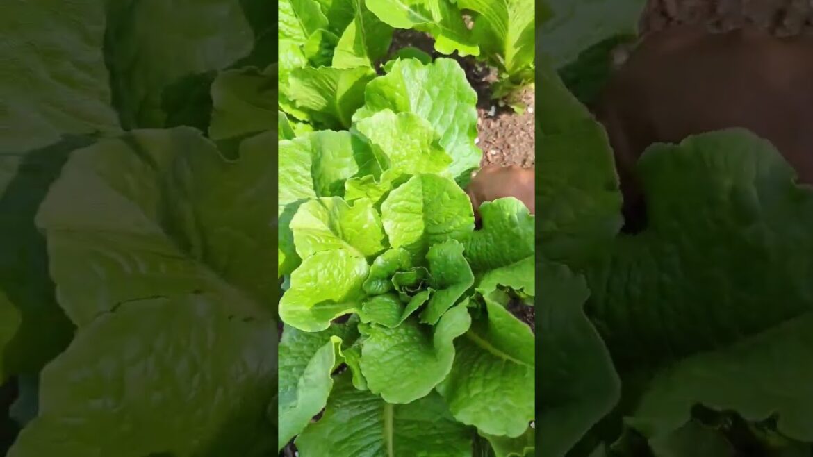 Get unlimited Lettuce harvest ! with this variety🥬 #lettuce #viral Get unlimited Lettuce harvest ! with this variety🥬 #lettuce #viral