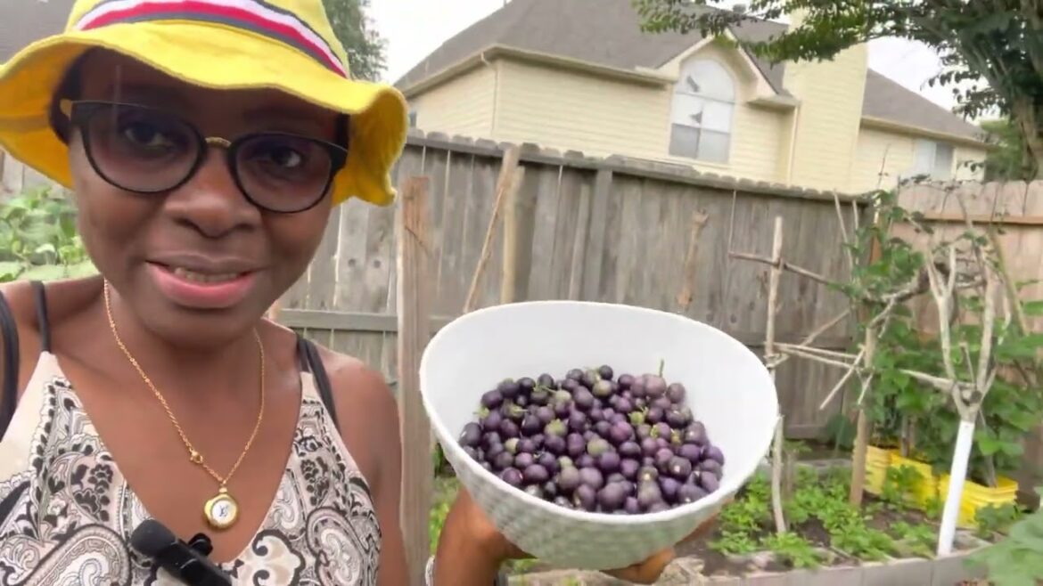 How to Save Garden Huckleberry Seeds for Next Year's Harvest