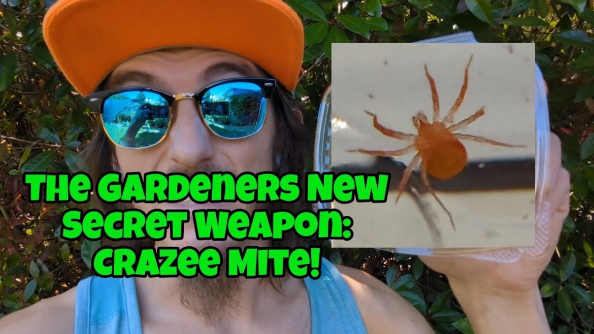 The BEST New Beneficial Insect For Aphids, Thrips, Spider Mites, etc. The BEST New Beneficial Insect For Aphids, Thrips, Spider Mites, etc.