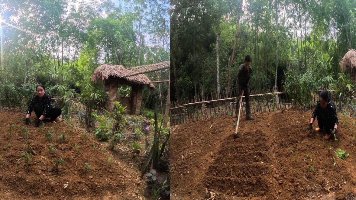 Vegetable Gardening, Fence, Mesh Fence! Su Thom’s family farm, ep 26 Vegetable Gardening, Fence, Mesh Fence! Su Thom's family farm, ep 26